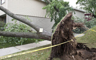 image of fallen tree ripped out of the ground