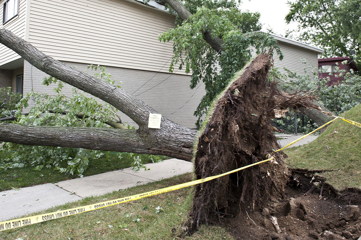 image of fallen tree ripped out of the ground